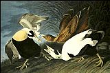 John James Audubon Eider Duck painting
